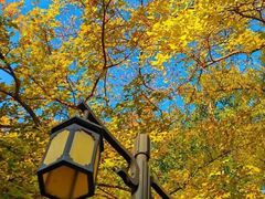 -玫瑰花园自助烤肉(朝阳北路店)