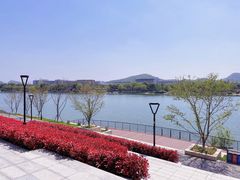 -羊山湖公园