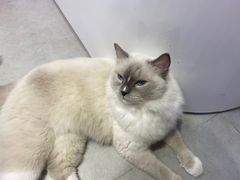 -Heymao猫咖.咖啡厅(东门店)