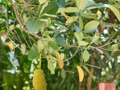 -西双版纳原始森林公园