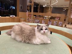 -CAT’S MEWSTAR CAFE·喵星球猫屋(晴湾咖啡店)