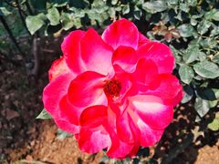 -人民公园(罗湖区)