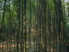 -天鹿湖森林公园