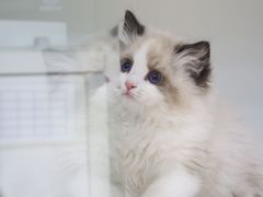 -lincat·猫舍(广州店)