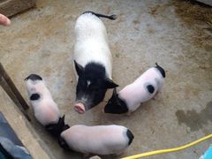 田园东方-田园东方蜜桃村的田野营地