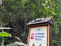 -西双版纳原始森林公园