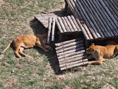 -青藏高原野生动物园