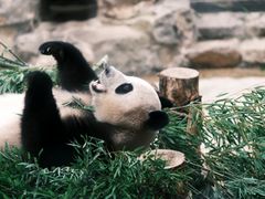 -杭州动物园