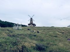 -大塘金香草谷