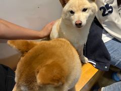 -南京Hallo宠物乐园·哈罗犬舍·柴犬繁育基地