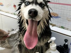 -创凡宠物医院·骨专科  猫科中心(西乡分院)