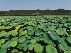 -定胜糕小店-蒋顺发