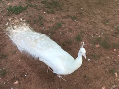 -昆明动物园