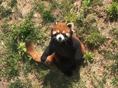 -青岛森林野生动物世界