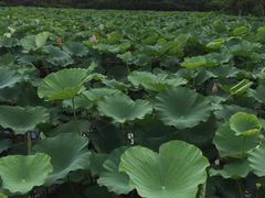 -大湾区中央湿地公园