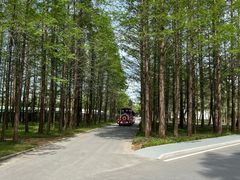 -日照海滨国家森林公园