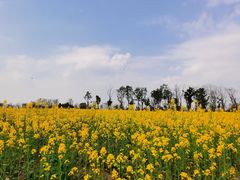 -白鹭湾湿地公园