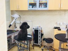 美容后-美联众合动物医院·24h京西诊疗中心