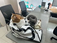 -安安宠医·安烨宠物医院·宠物保险(北仑分院)