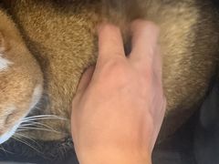 -瑞鹏宠物医院·骨科·猫科·内科(第一中心)