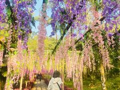 -莫里热带雨林景区