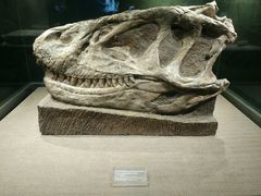 -自贡恐龙博物馆