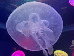 -太平洋海底世界