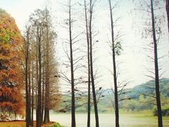 -南宁良凤江国家森林公园