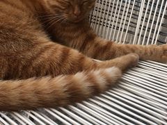 -喵屿·大理花园猫咖