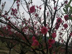 -南国桃园旅游度假区