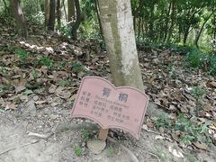 -上海佘山国家森林公园天马山园