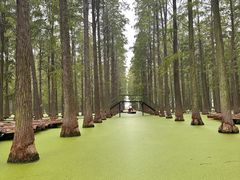 -渌洋湖湿地公园