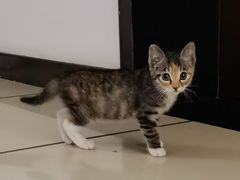 -伟伟宠物医院·CT影像中心·瑞派犬猫综合性门诊(汉口总院)