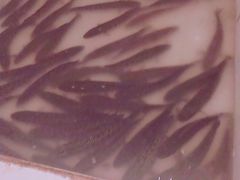 -都江堰石锅鱼