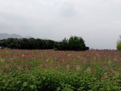 -曲江薰衣草庄园