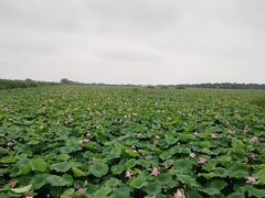 -洪湖生态旅游区