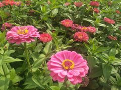 -莲花山花海