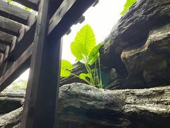 -海口观澜湖火山温泉谷