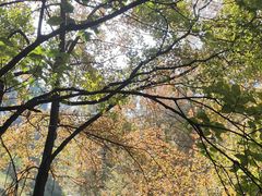 -广州市石门国家森林公园