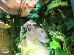 -恐龙探索乐园(磁器口店)