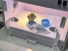 -瑞派·关忠动物医院·异宠专科·犬猫肿瘤·皮肤专科(望京店)