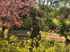 -南汇桃花村