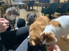 -平行世界·猫咖(首经贸店)