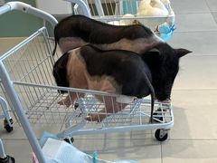 -怪兽屋·羊驼·猫咖·狗咖(俊华广场店)