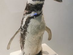 -重庆欢乐海底世界
