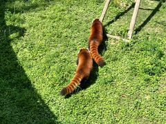 -青藏高原野生动物园