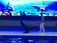 -锦艺城海洋馆