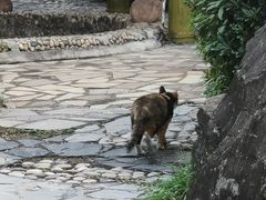 -金孔雀温泉旅游度假村