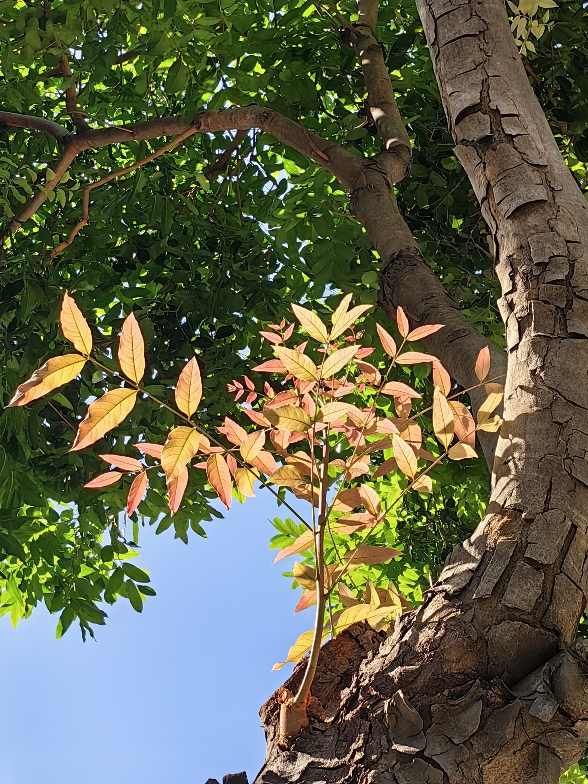 抬起头,阳光耀眼,树叶闪闪发光#0元玩转这座城 #一花一木一世界一叶一