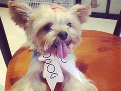 -Oh My Dog宠物沙龙(伊珊娜皮毛护理店)